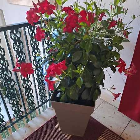 Hubi Apartament Bad Peterstal-Griesbach